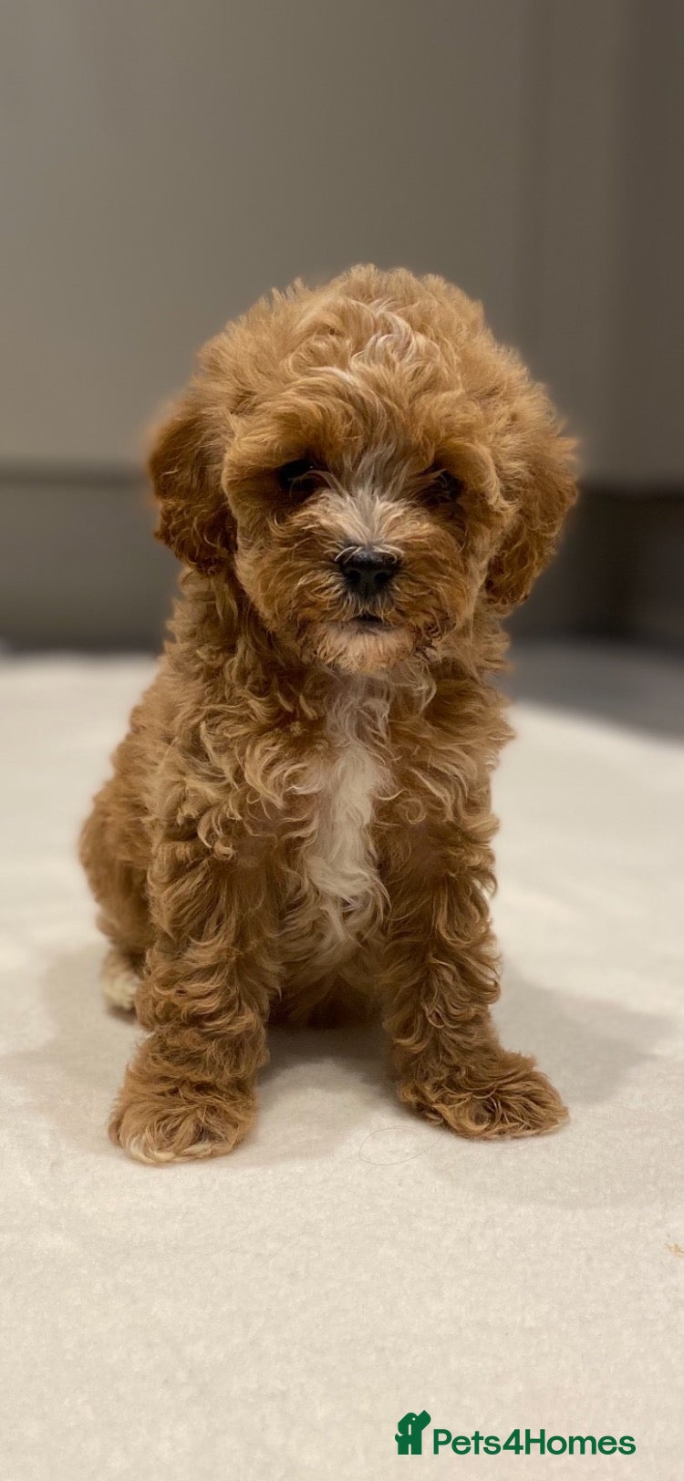 Cavapoo dogs Stunning toy Cavapoos  - Advert 2