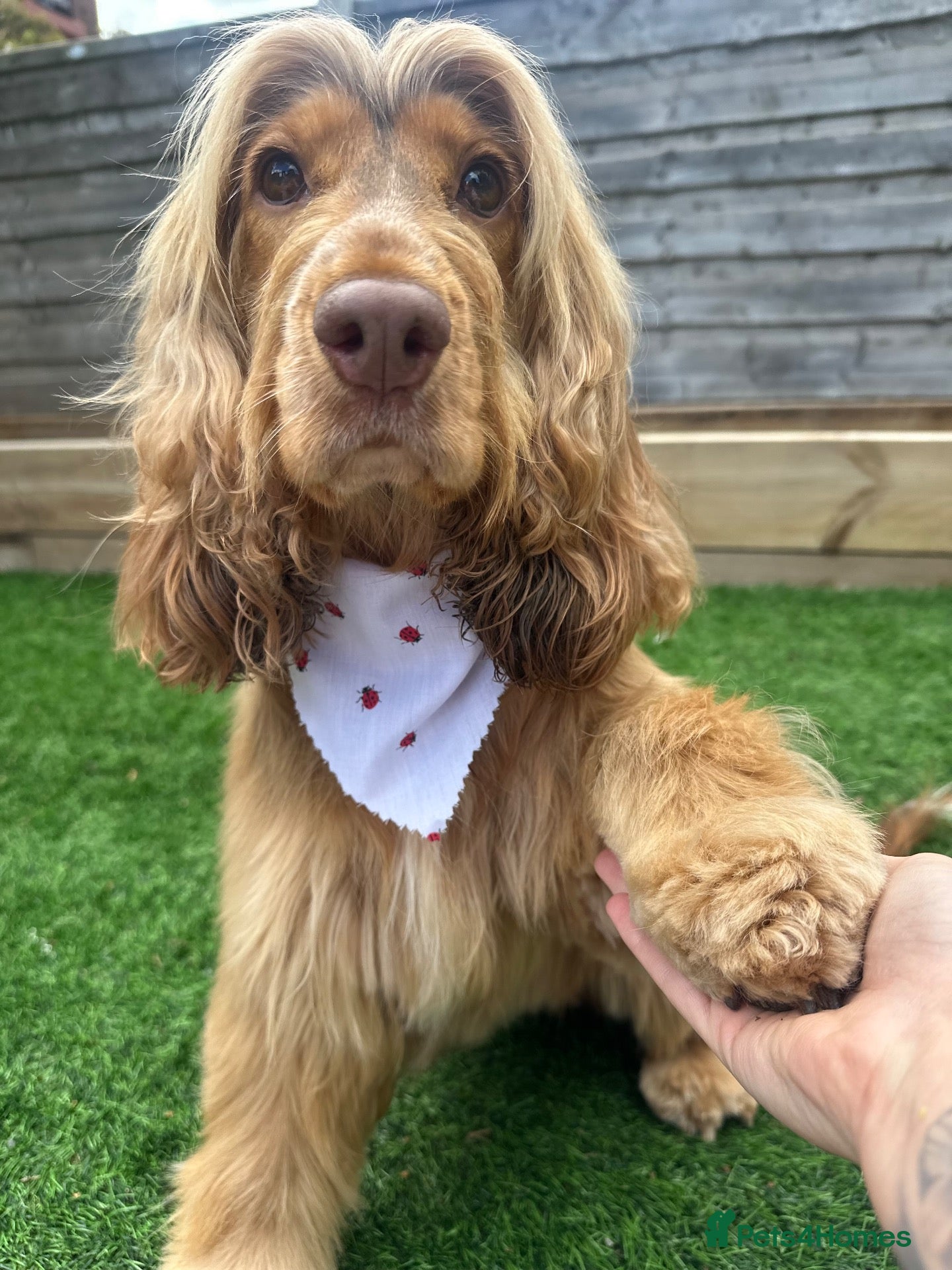 Cocker Spaniel dogs for sale: Show Cocker Spaniel Puppies - Ready December - Advert 1