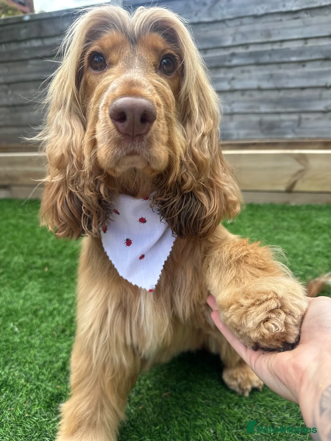 Cocker Spaniel dogs for sale: Show Cocker Spaniel Puppies - Ready December - Advert 1