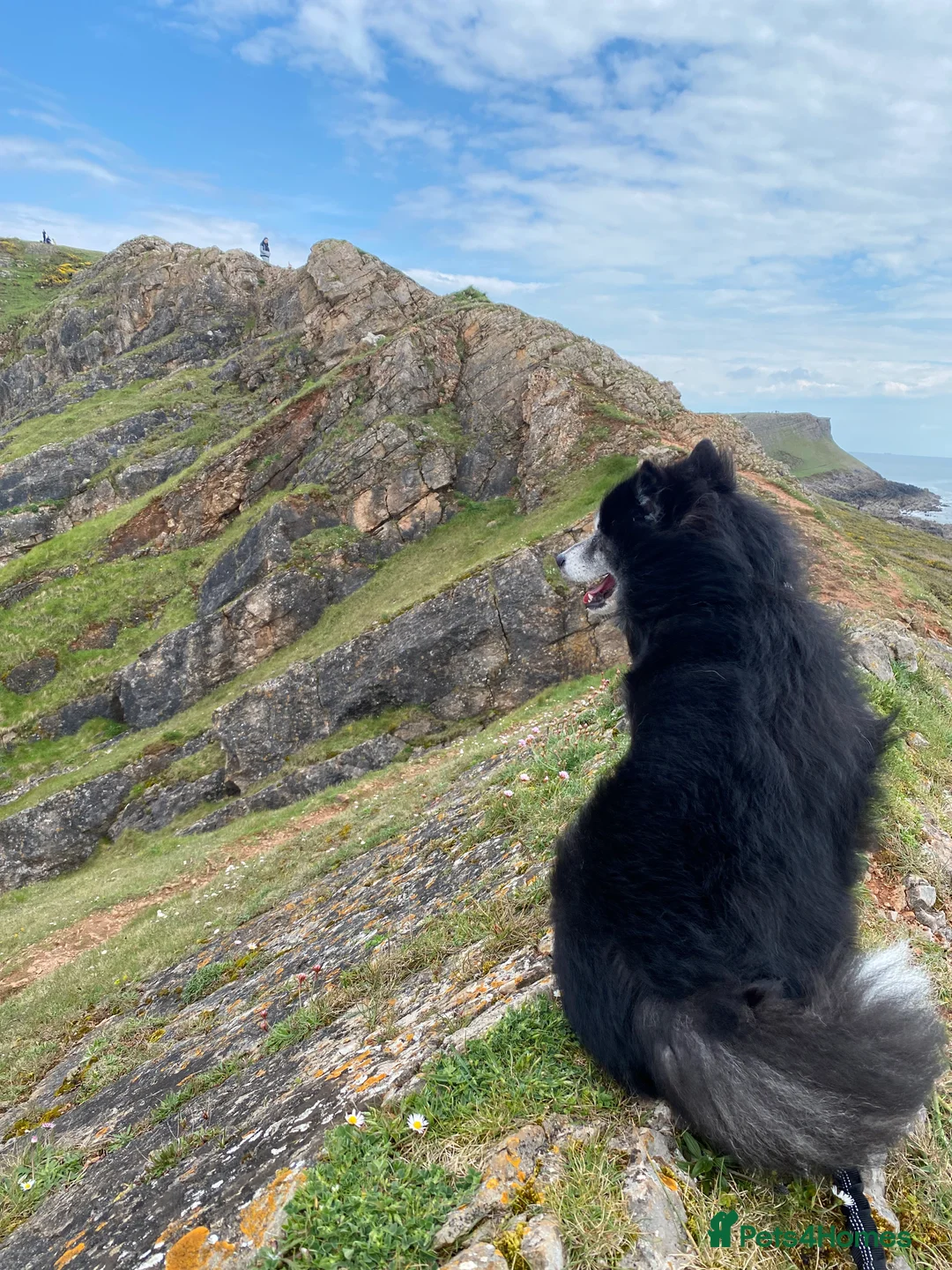 Pomsky dogs for stud: Pomsky for Stud - Advert 10