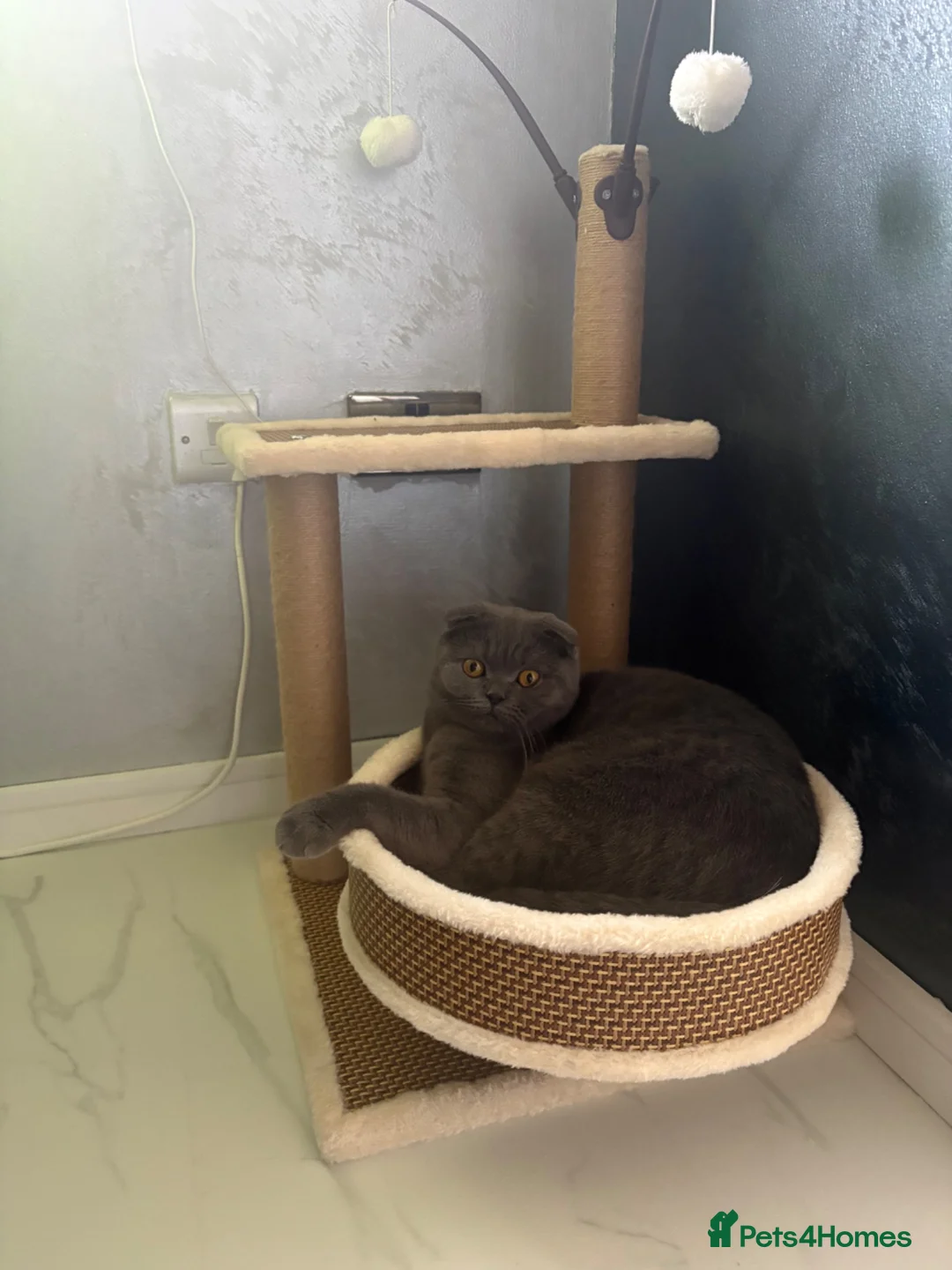 Scottish Fold cats for sale: Last 3 Scottish Fold/Straight kittens - Advert 2