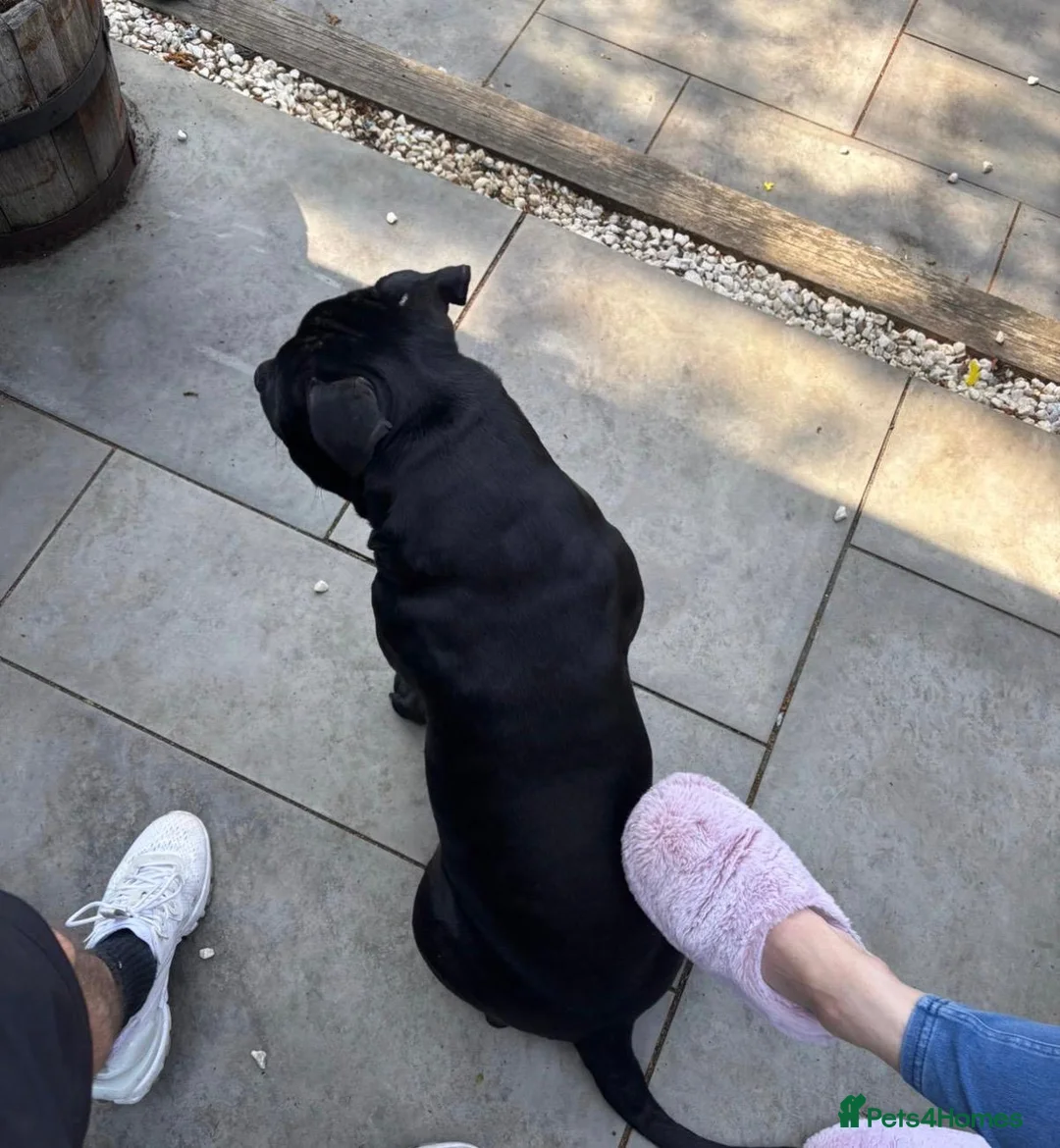 Staffordshire Bull Terrier dogs for sale: Staffordshire bull terrier 1 year old  in Chelmsford - Advert 2