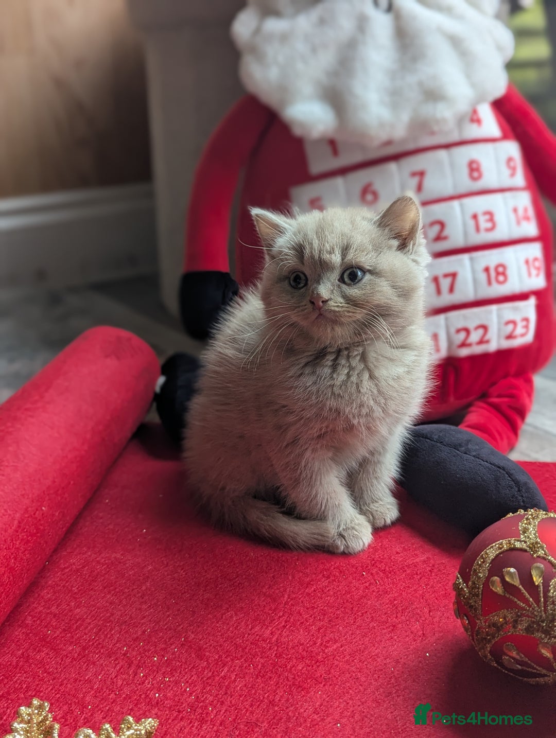 British Shorthair cats for sale: British shorthair  - Advert 5