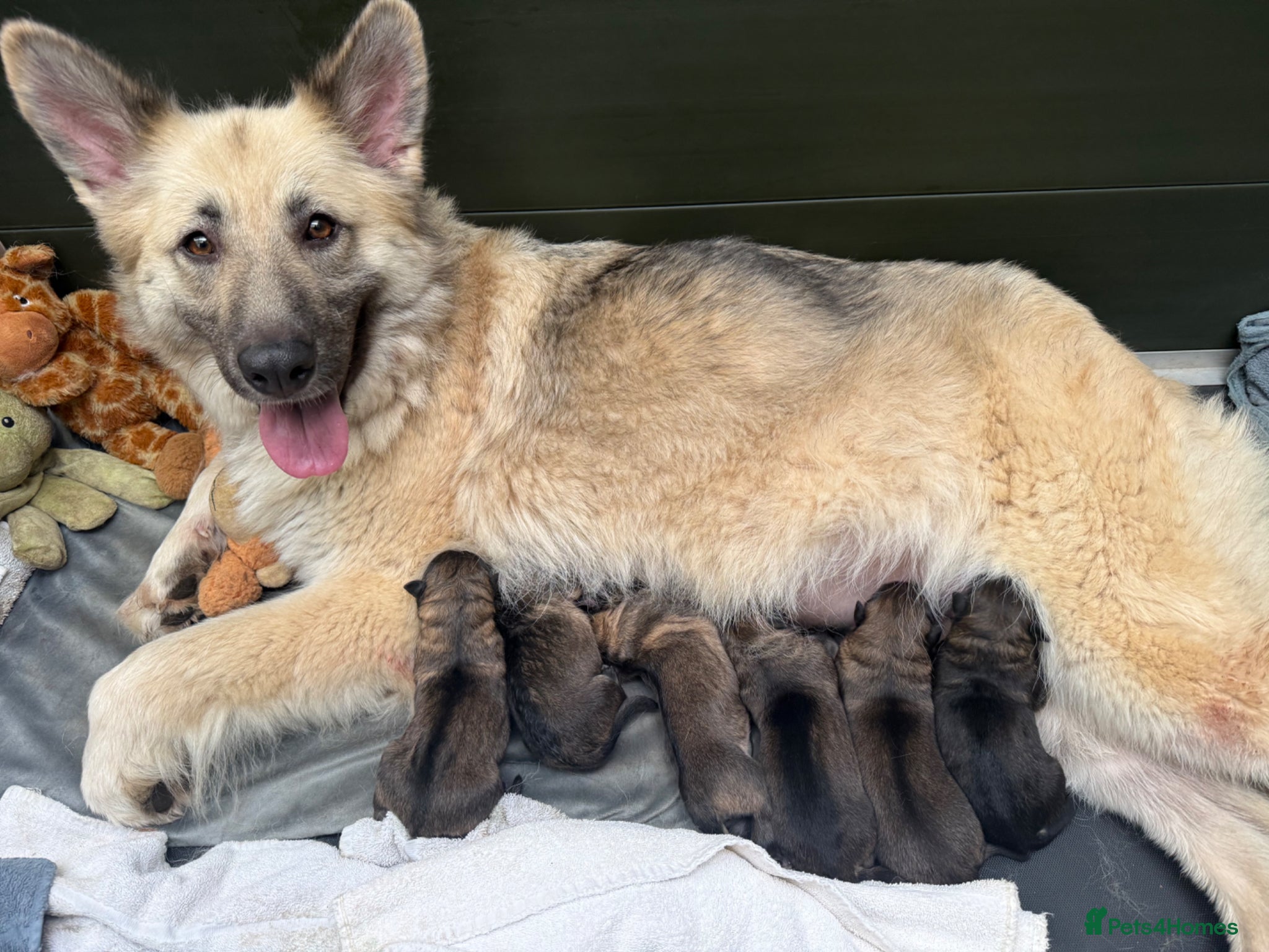 German Shepherd dogs for sale: Super Special Unique German Shepard Puppies  - Advert 1