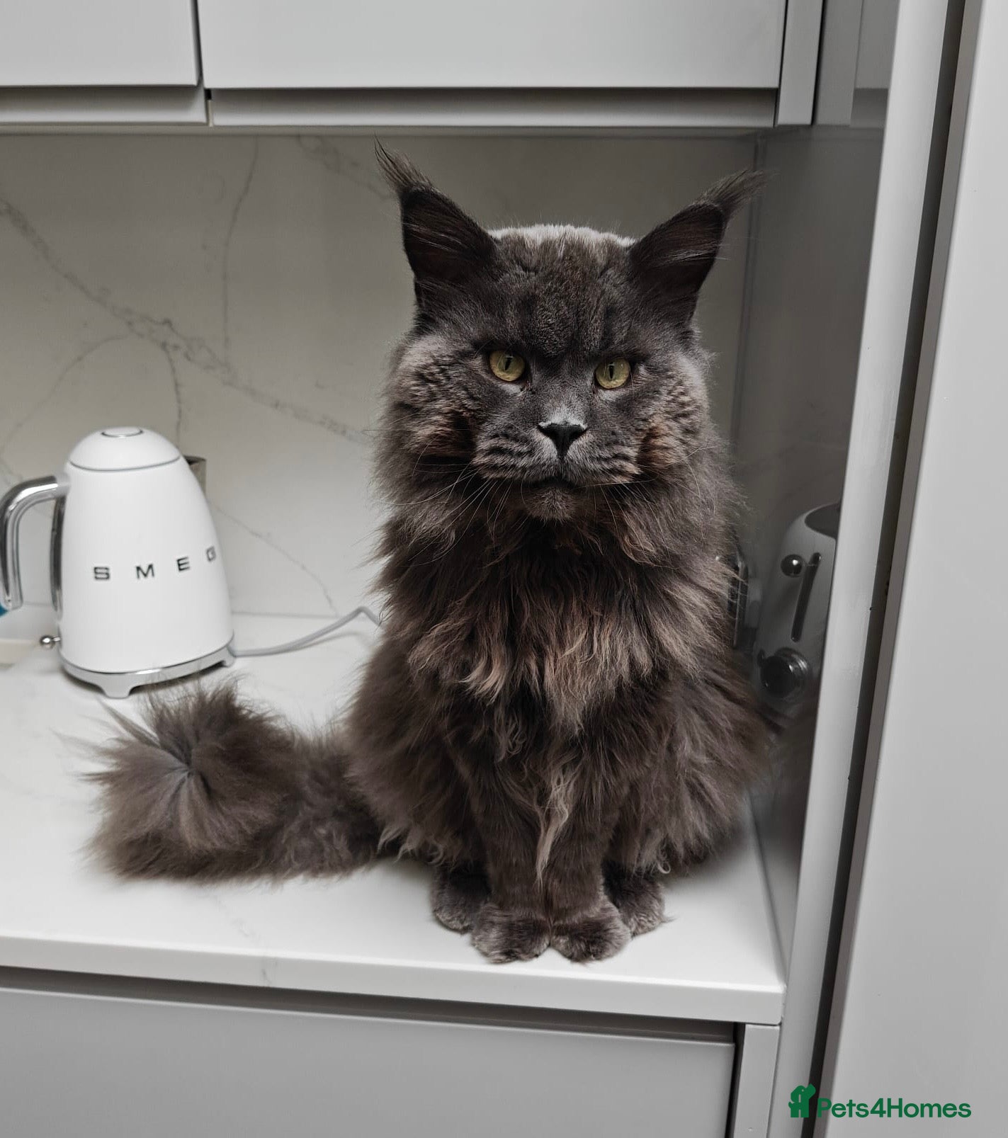 Maine Coon cats Maine Coon STUD service only - Not for sale  in Woking - Advert 23