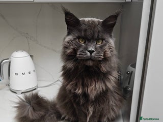 Maine Coon cats Not for sale - Solid blue maine coon stud service in Woking - Advert 6