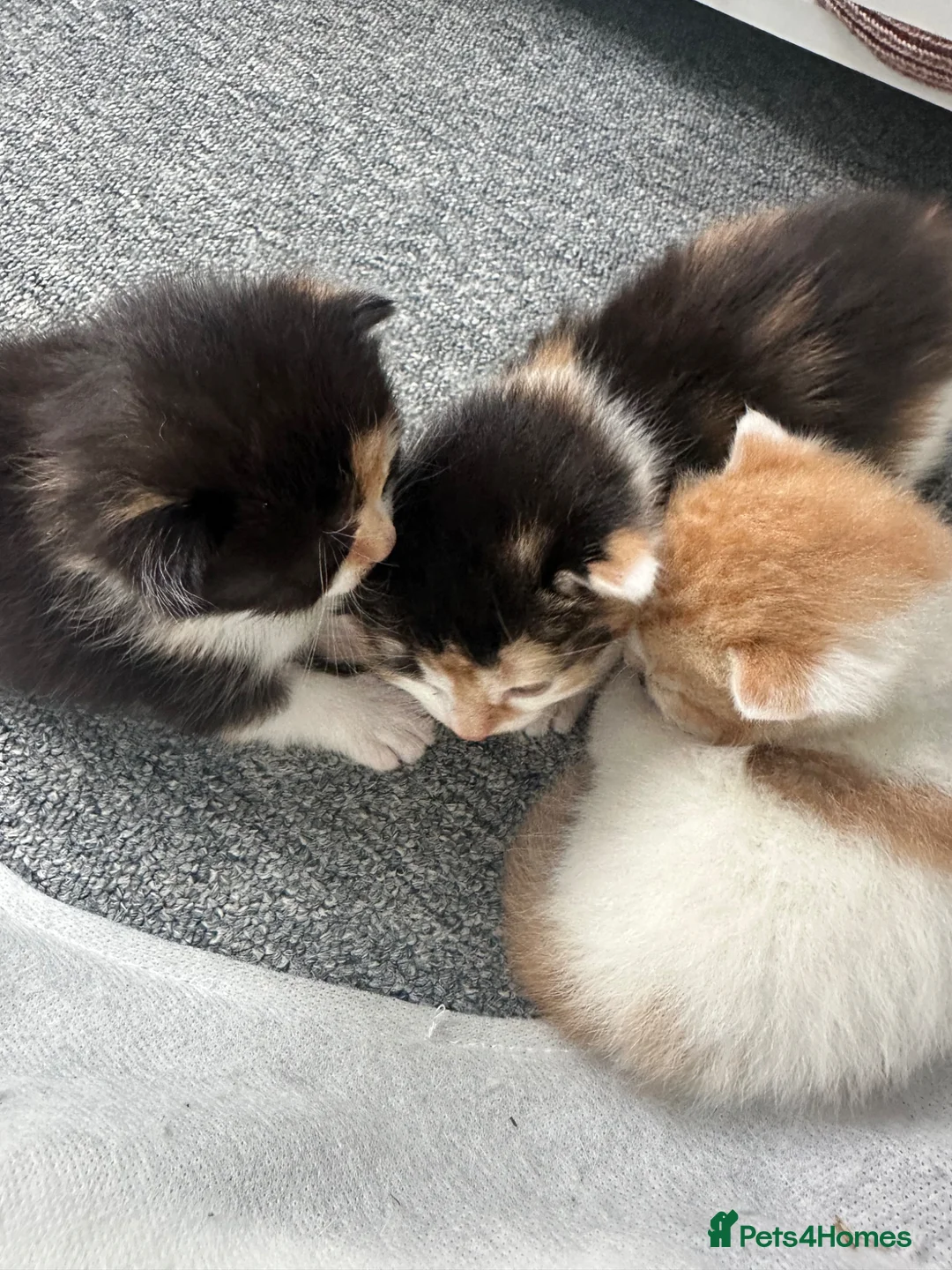 Domestic Shorthair cats for sale: 3 Kittens available  - Advert 1