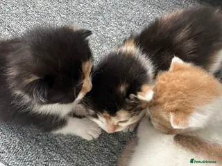 Domestic Shorthair cats 3 Kittens available - Advert 3