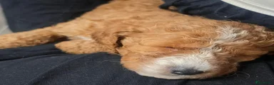 Mixed Breed 4