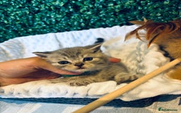 British Shorthair cats for sale: British shorthair kittens  - Image 21