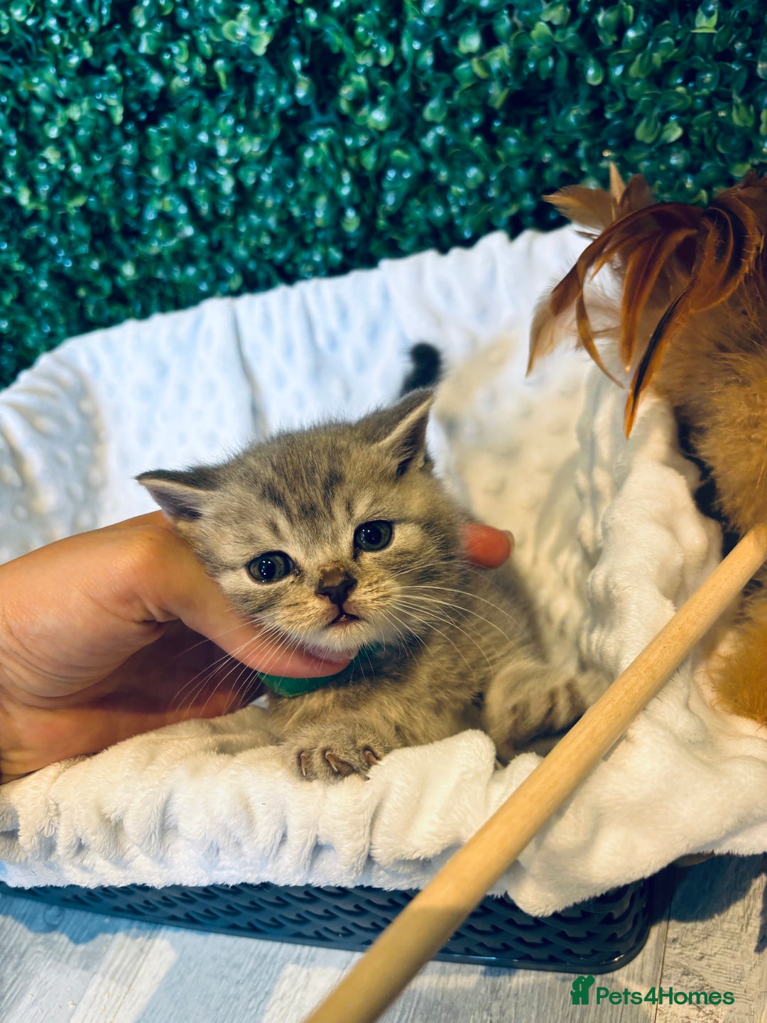British Shorthair cats for sale: British shorthair kittens  - Image 21