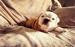 English Bulldog dogs for sale: Quality Ruakuri British standard bulldog - Image 2
