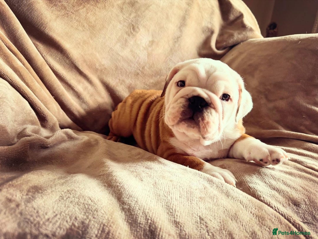 English Bulldog dogs for sale: Quality Ruakuri British standard bulldog - Image 2