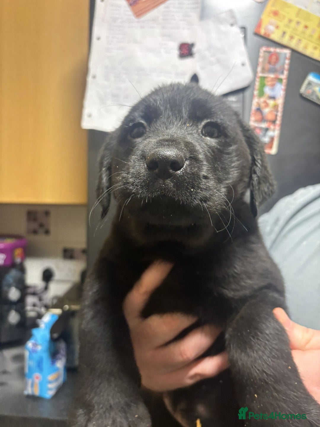 Labrador Retriever dogs for sale: Labrador Puppies Vet checked Ready to be rehomed - Advert 7