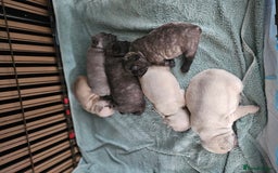 French Bulldog dogs for sale: French bulldog puppies  - Image 9