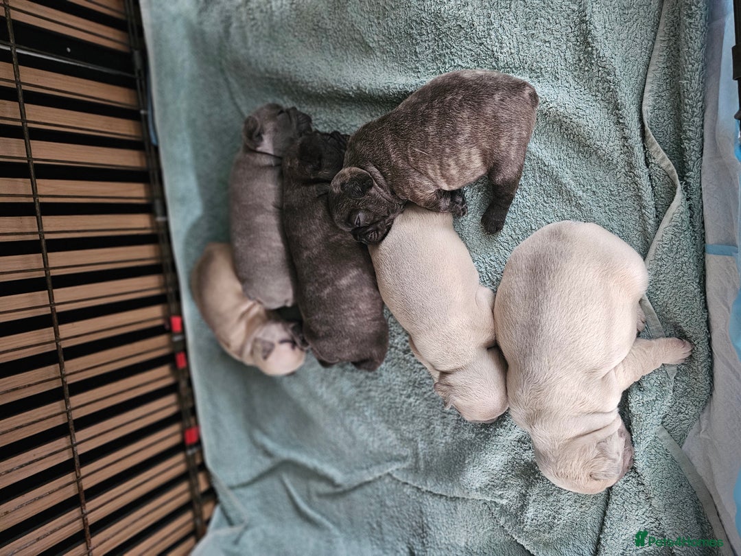 French Bulldog dogs for sale: French bulldog puppies  - Image 9
