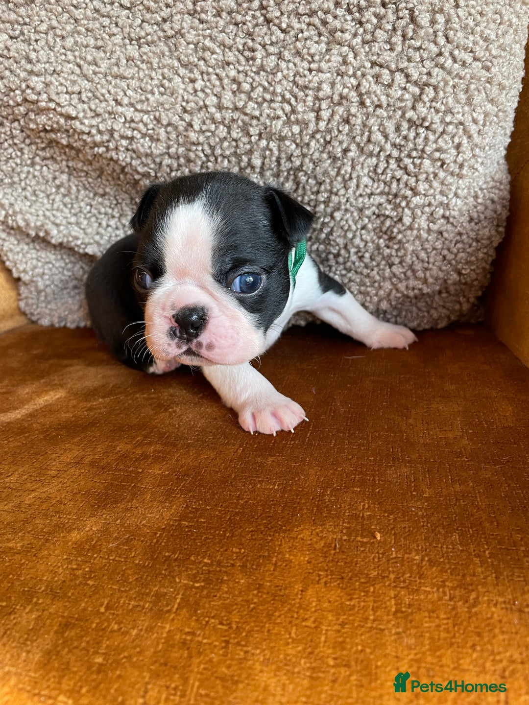 Boston Terrier dogs for sale: 🐾 Adorable Wildax Puppies! 🐾 - Image 4