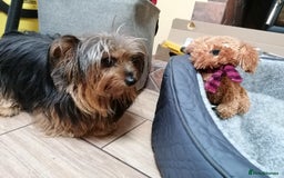 Yorkshire Terrier dogs for adoption: 💙🐶 BAILEY 🐶💙 - Image 8