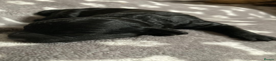 Goldendoodle Puppy 2