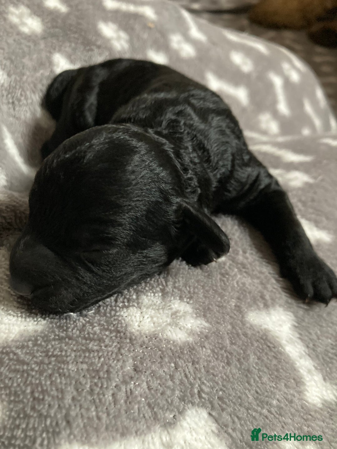 Goldendoodle dogs for sale: Miniature F1B Goldendoodle puppies - Image 7