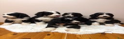 Bernedoodle dogs for sale: F1 Standard Bernerdoodles - Advert 2