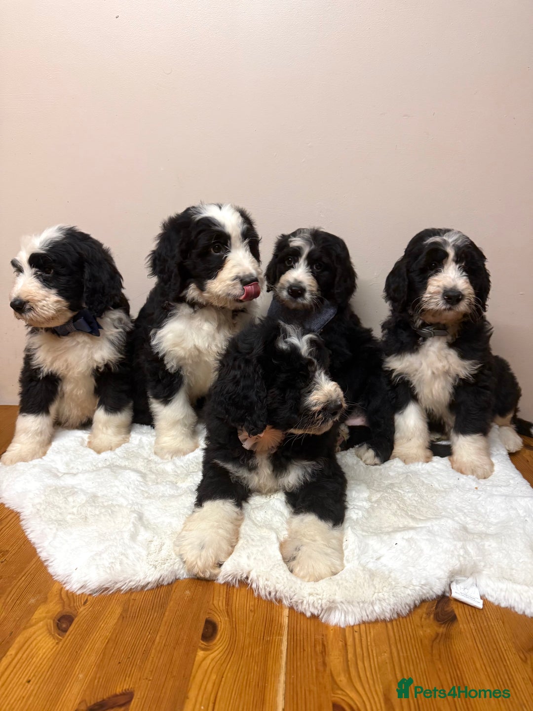 Bernedoodle dogs for sale: F1 Standard Bernerdoodles - Advert 2