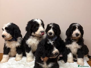Bernedoodle dogs F1 Standard Bernerdoodles - Advert 3
