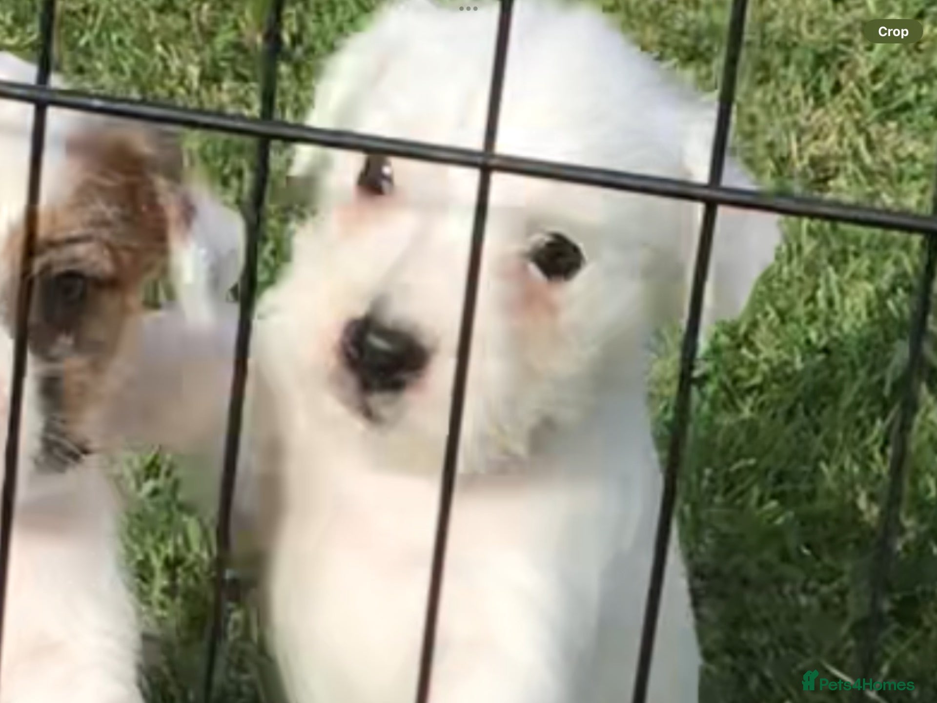 Parson Russell dogs Parson Russell Terrier bitch pup CORNWALL - Advert 5