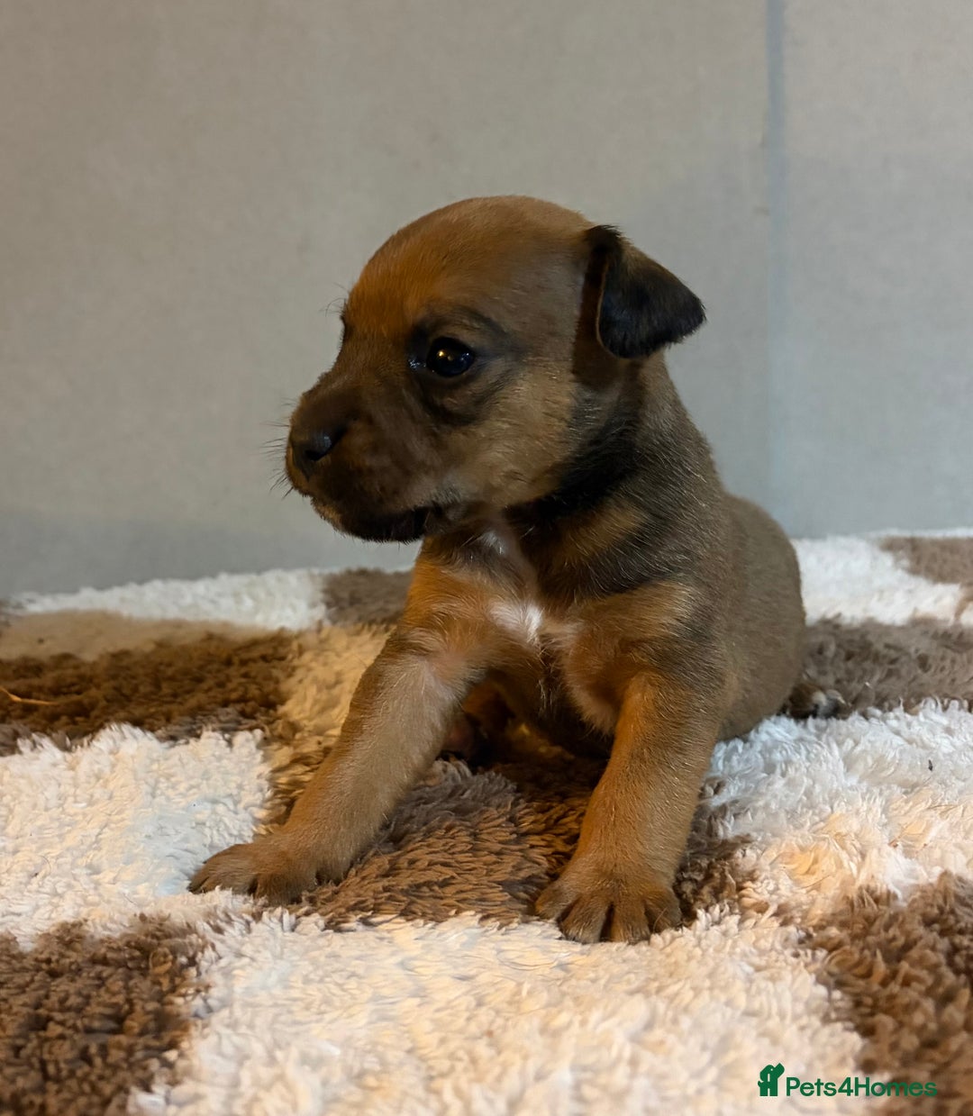 Mixed Breed dogs for sale: Lakeland x Russell pups  - Advert 4