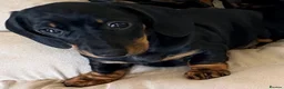Miniature Dachshund dogs for sale: *REDUCED* FULLY INOCULATED MINI SMOOTH DACHSHUNDS - Advert 10