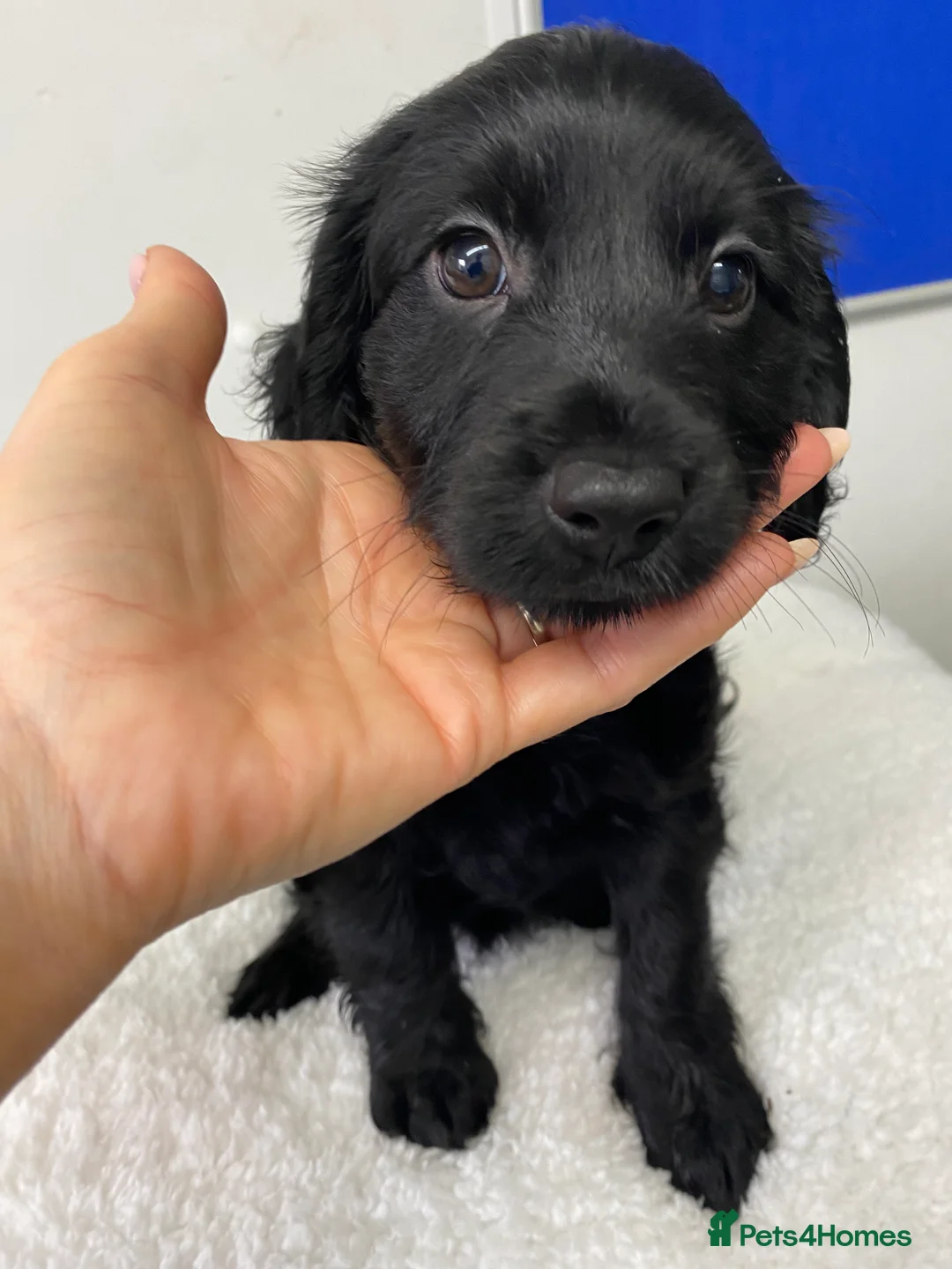 Cockapoo dogs for sale: F1 Cockapoo puppies in Bordon - Advert 2