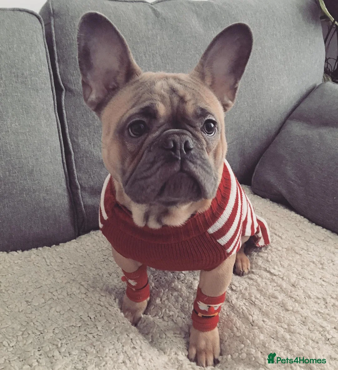 French Bulldog dogs for sale: 6 Year Old Male Frenchie - Advert 2