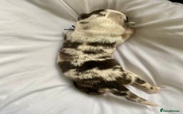 Australian Shepherd dogs for sale: Miss Julie Duckworth - Image 13