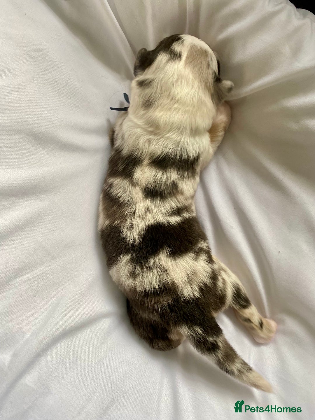 Australian Shepherd dogs for sale: Miss Julie Duckworth - Image 13
