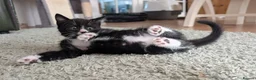 Mixed Breed cats for sale: Tuxedo brother and sister - Advert 5