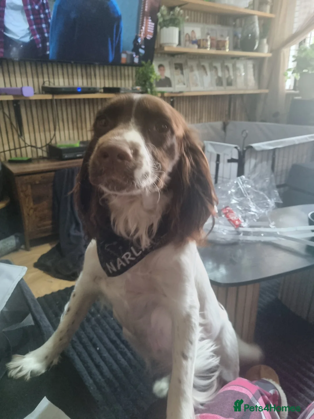 Sprocker dogs for sale: Sprokers ready to leave now - Advert 7