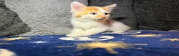 Mixed Breed cats for sale: Gorgeous white ginger tabby male kitten for sale  - Advert 5