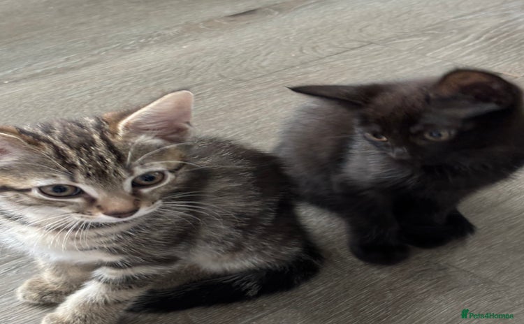 Mixed Breed cats - Advert 2