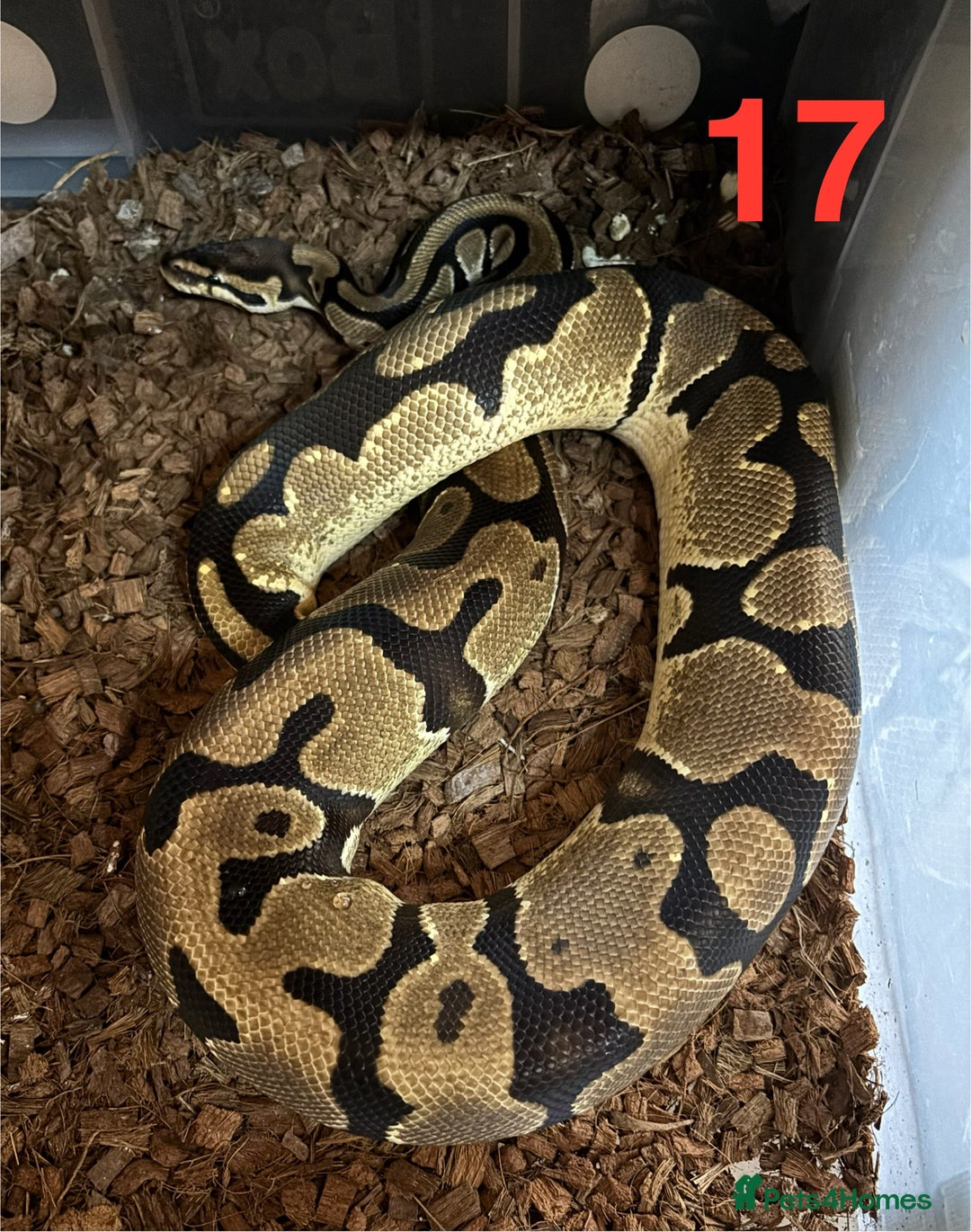 Python Snake reptiles for sale: Ball Python / Royal Python Hatchlings and Adults - Image 18