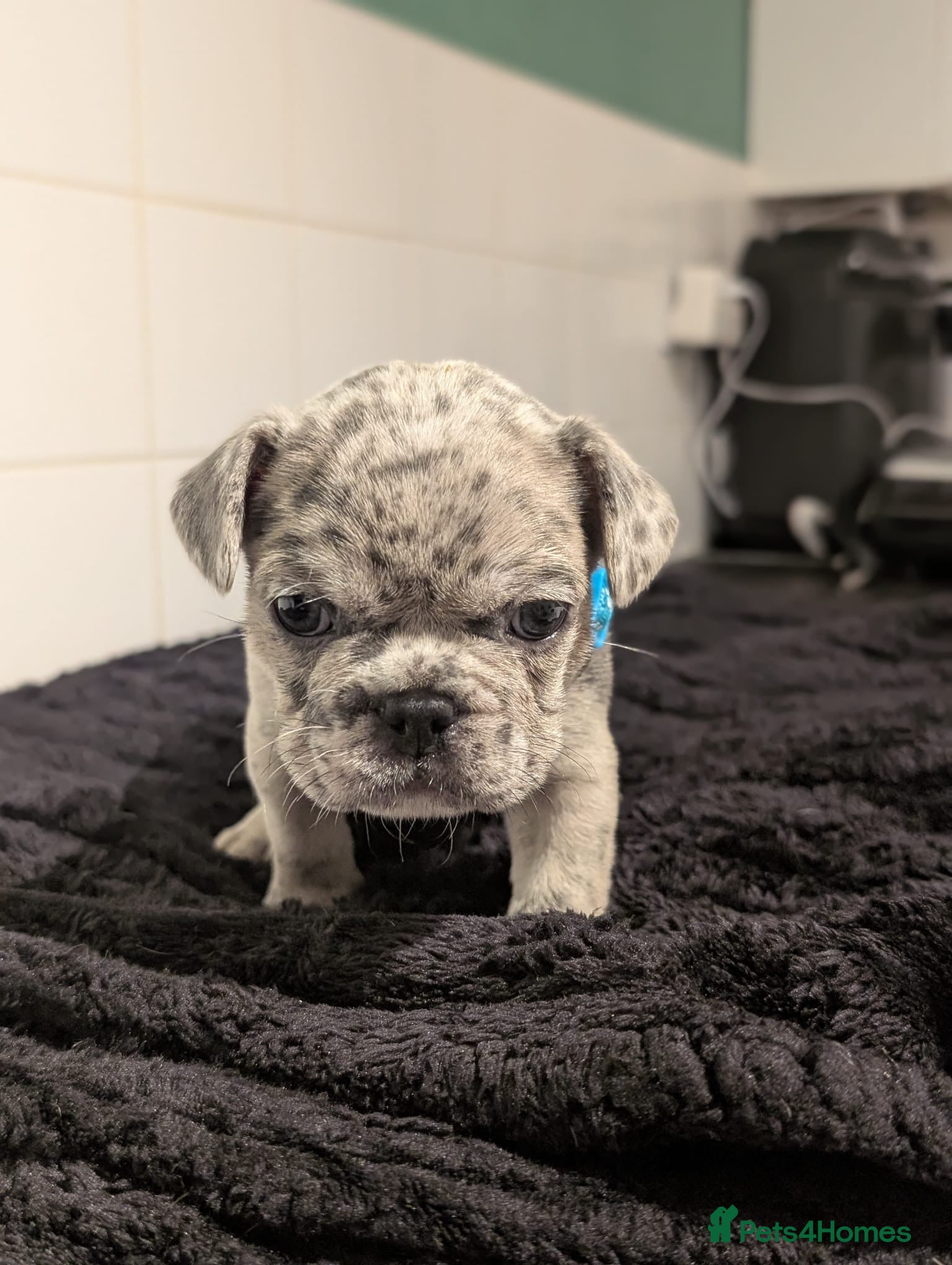 French Bulldog dogs !! Price drop !! 6 lovely French bulldog puppies  - Advert 12