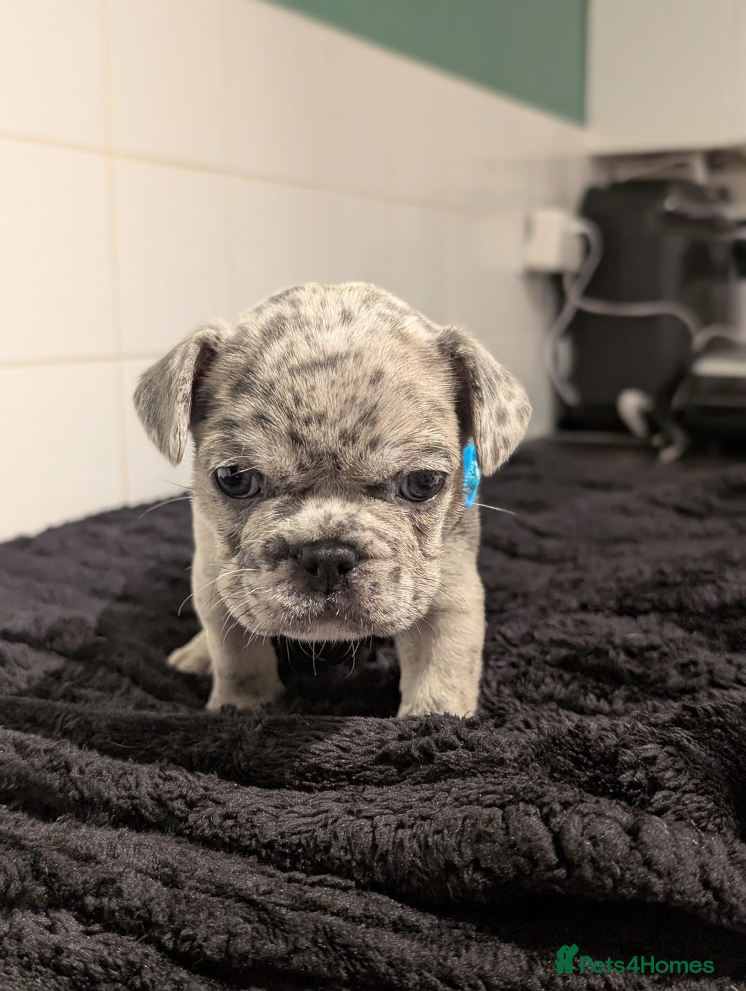 French Bulldog dogs for sale: 6 lovely French bulldog puppies  - Advert 2