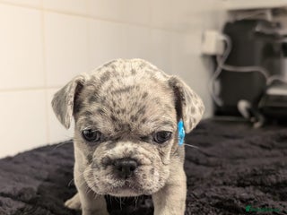 French Bulldog dogs 6 lovely French bulldog puppies - Advert 11