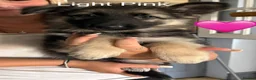 German Shepherd dogs for sale: Gorgeous Black&Tan KC German Shepherds 🐾 in Wisbech - Advert 3