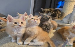 Maine Coon cats for sale: Ready now boys Mainecoon tica registered  - Image 15