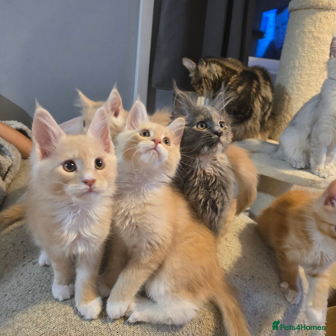 Maine Coon cats for sale: Ready now boys Mainecoon tica registered  - Image 15