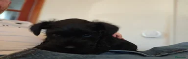 Miniature Schnauzer Puppy 1