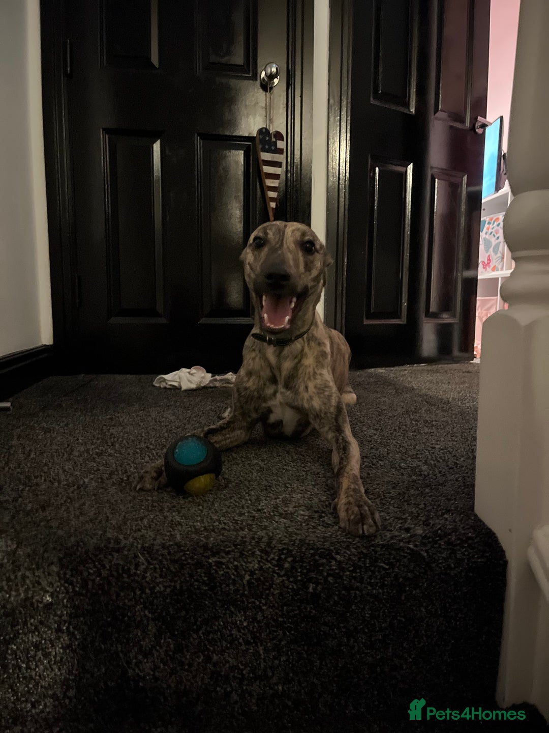 Whippet dogs for sale: Whippet Male  - Advert 3