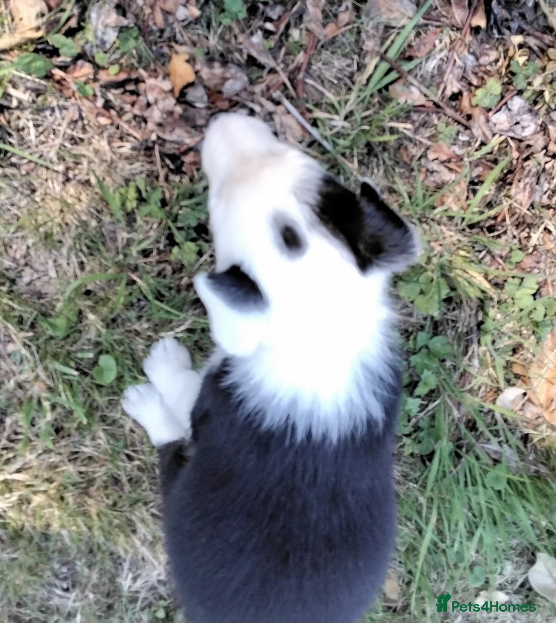 Border Collie dogs for sale: Adorable Border collie pups - Image 16