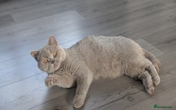 British Shorthair cats for sale: Active GCCF Champion titled female  - Image 2