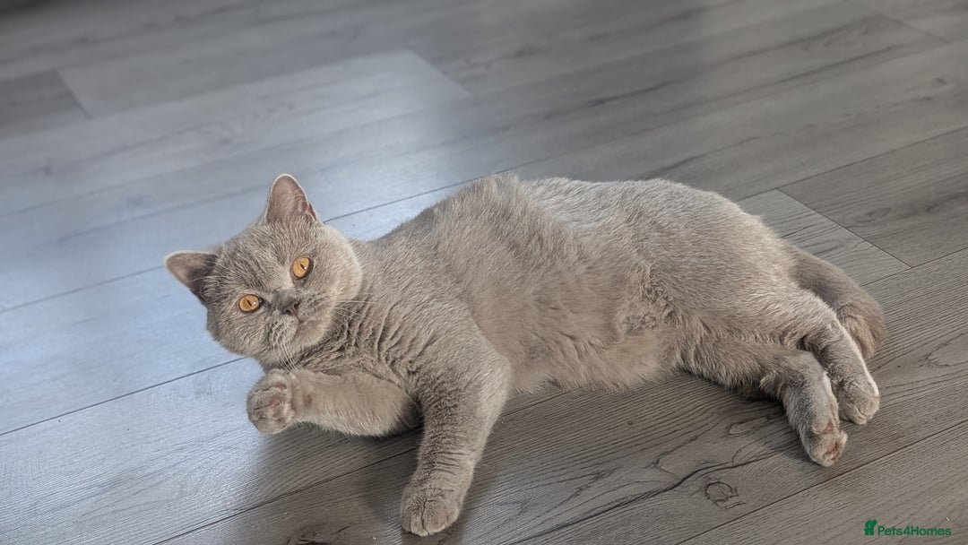 British Shorthair cats for sale: Active GCCF Champion titled female  - Image 2